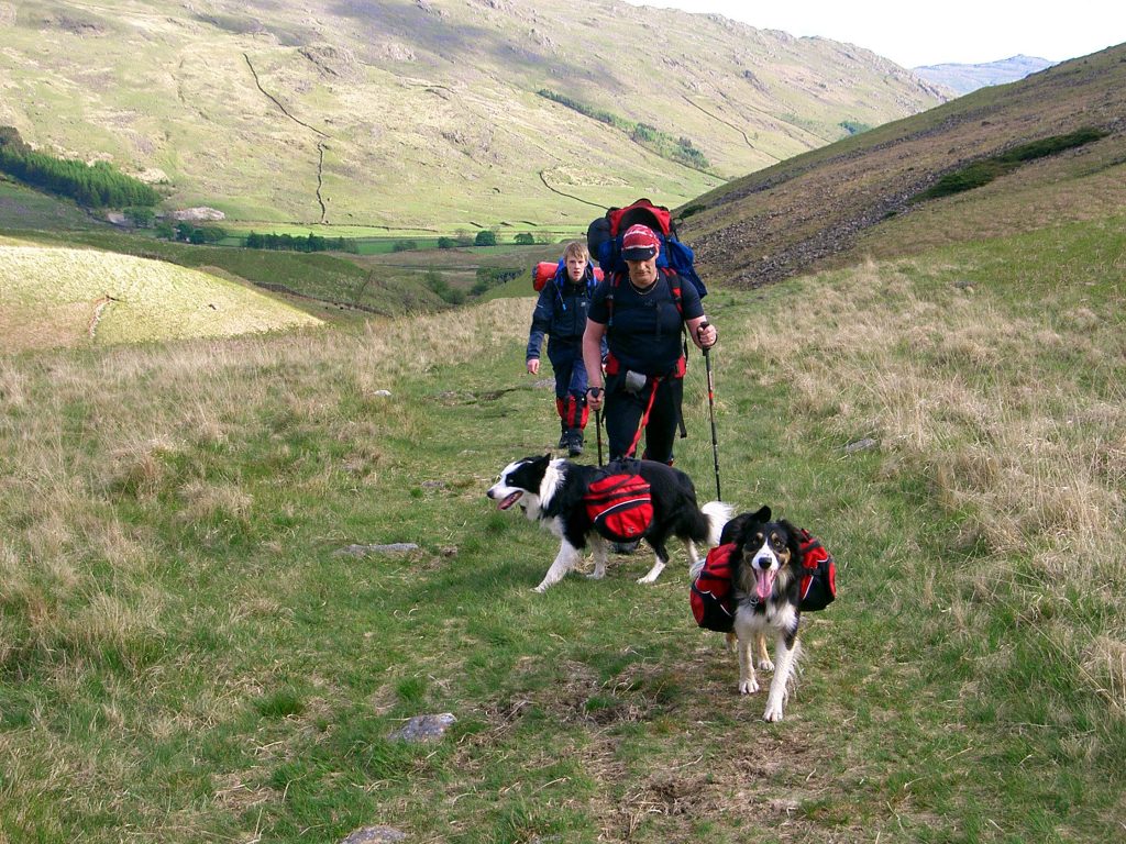 2 men walking with border collies on mountain path